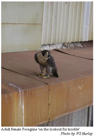 Adult female Peregrine 'on the lookout for trouble'