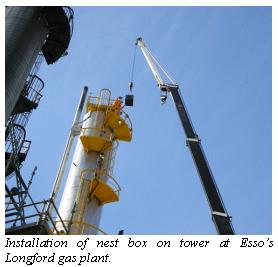 Installation of nest box on tower at Esso's Longford gas plant