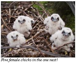 Five female chicks in the one nest!