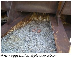 4 new eggs laid in September 2005